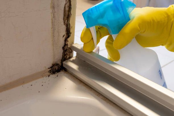 Best Post-Flood Mold Remediation in Northgate, OH